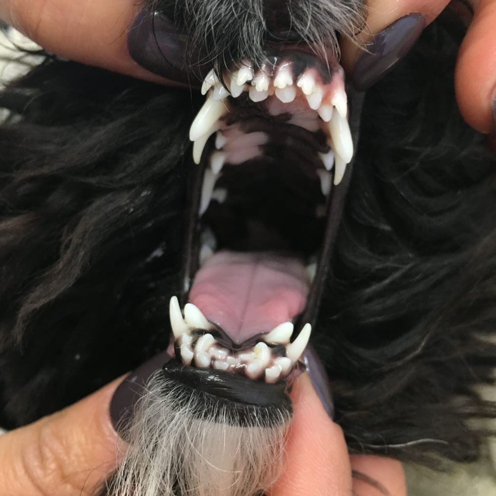 detartrasi denti del cane doppi denti