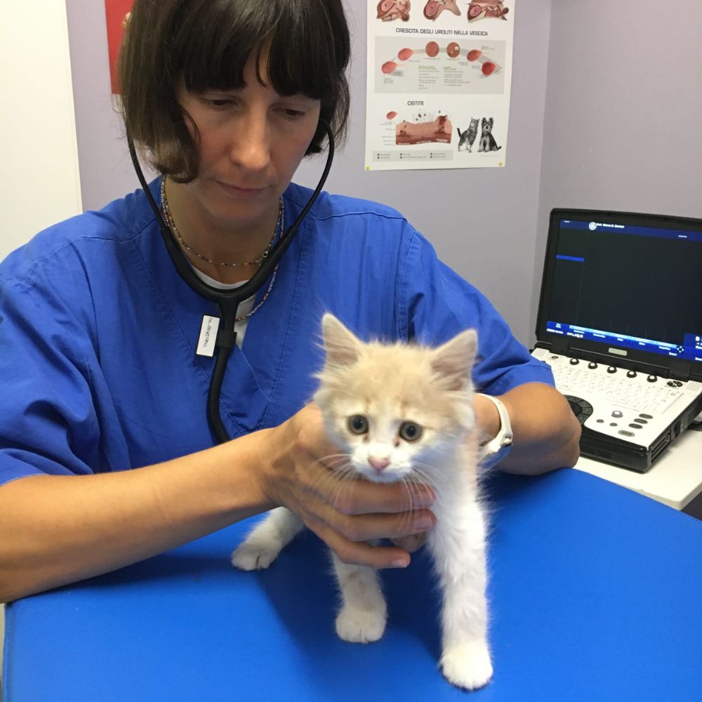 visita gatto ecocardio veterinario kant roma