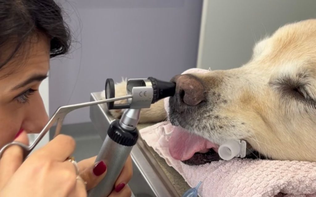 estrazione forasacco cane ambulatorio veterinario kant roma