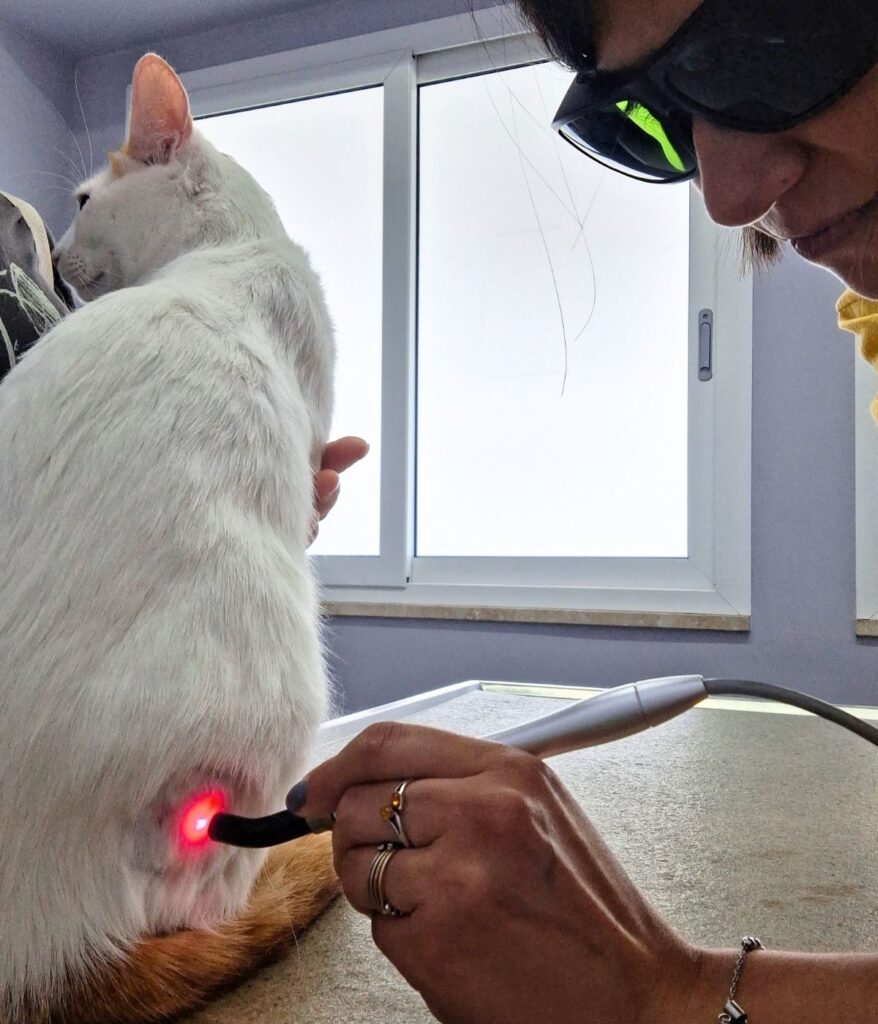 Laserterapia veterinaria gatto a Roma