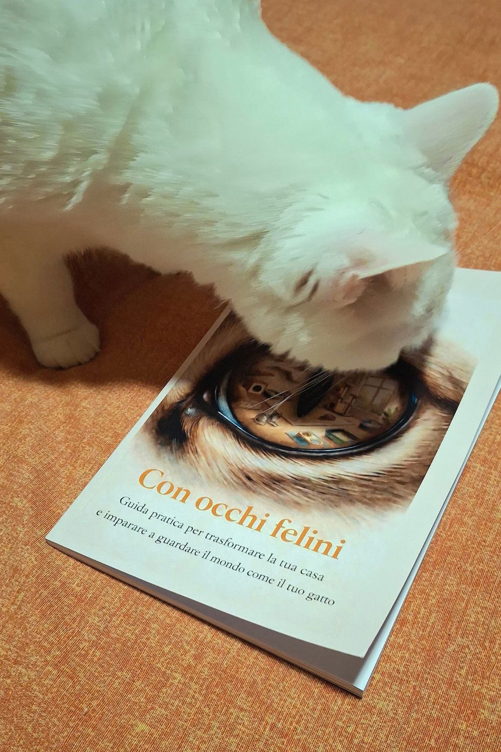 libro con occhi felini con gatto ambulatorio veterinario kant