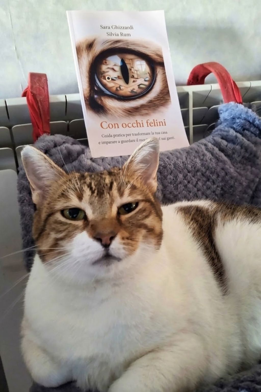 guida mondo felino ambulatorio kant roma